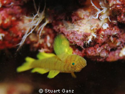 Golden Green Goby by Stuart Ganz 